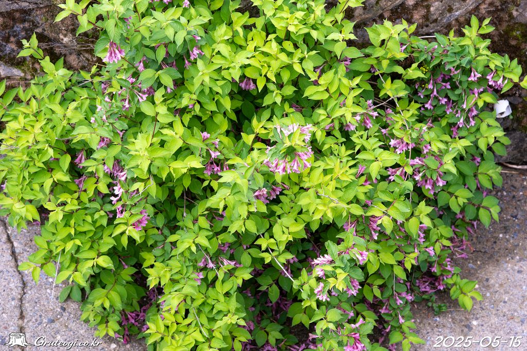 Weigela florida habit