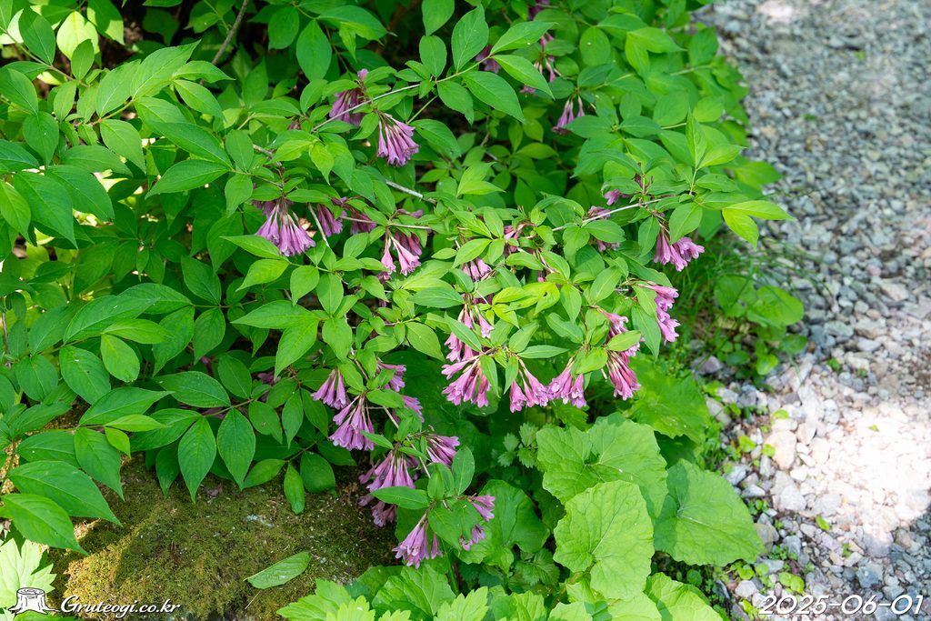 Weigela florida habit