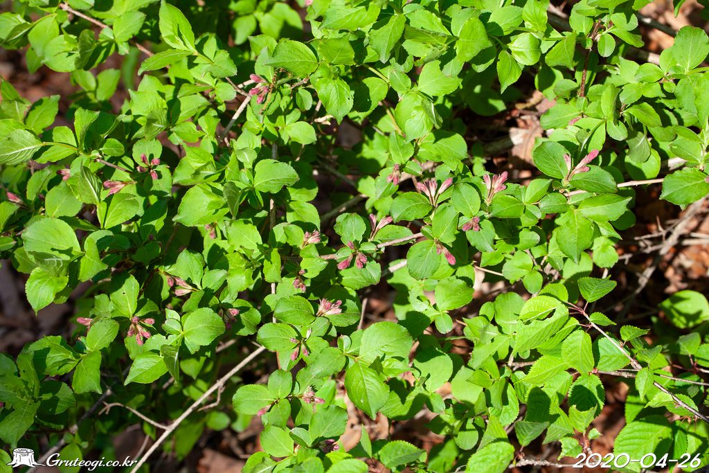 Weigela florida leaf