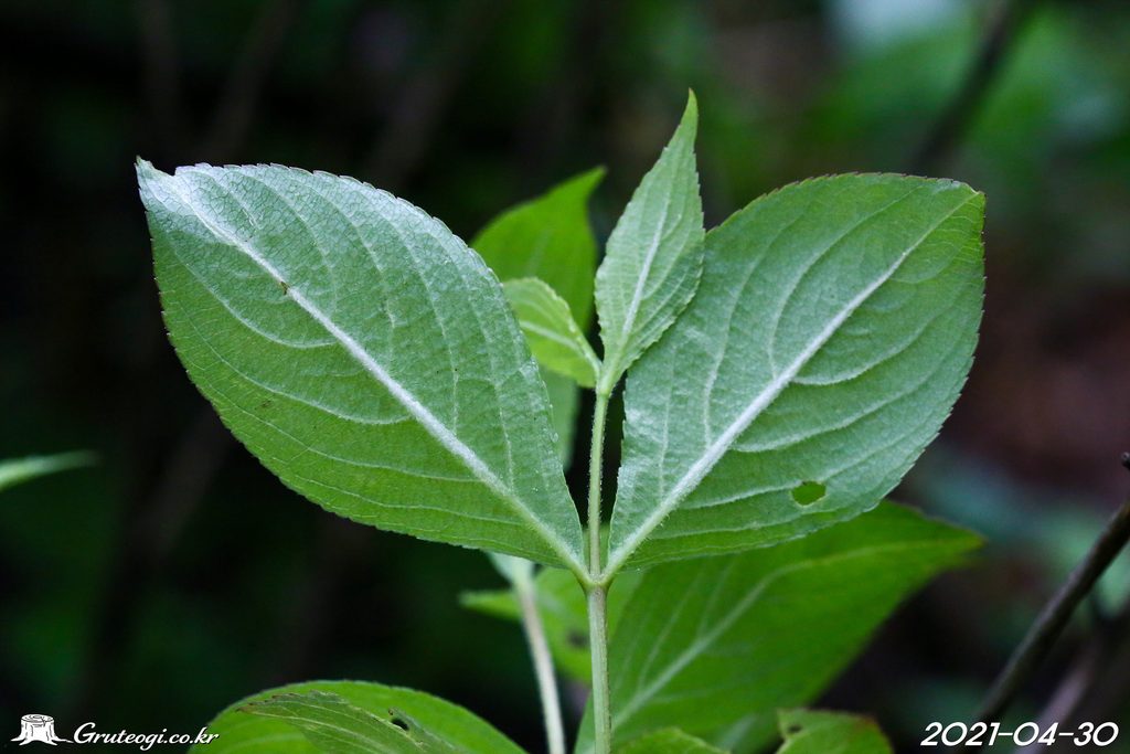 Weigela florida leaf