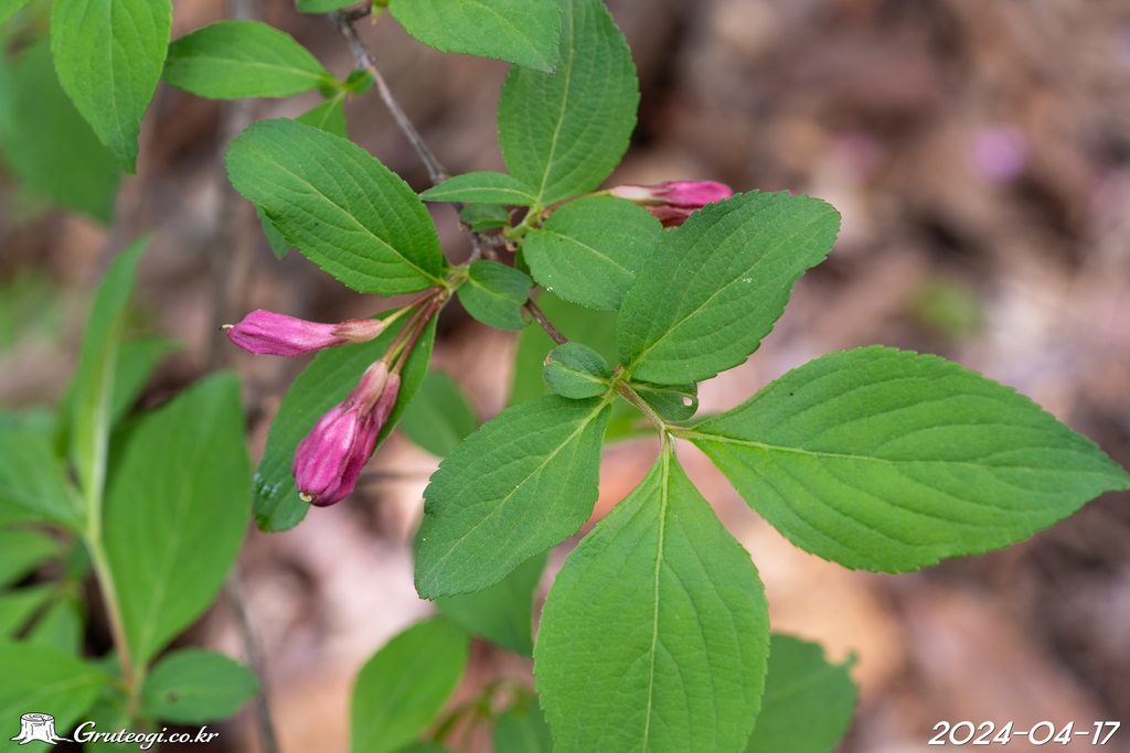 Weigela florida leaf