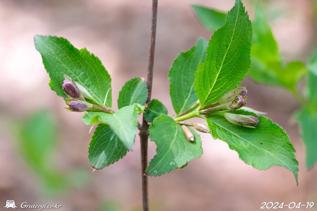 Weigela florida leaf
