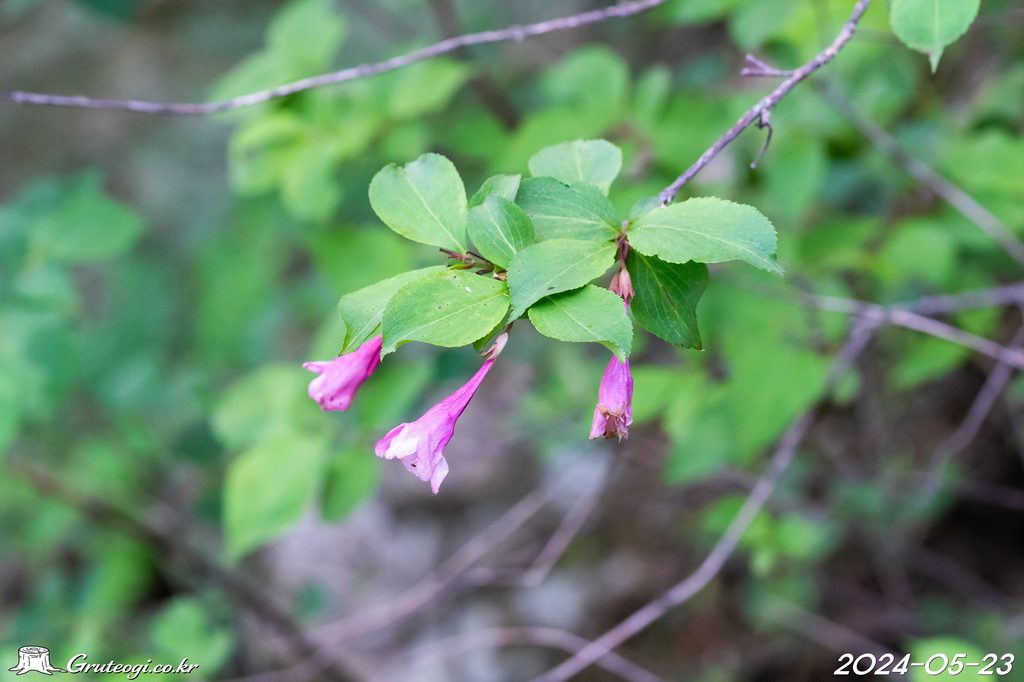 Weigela florida leaf
