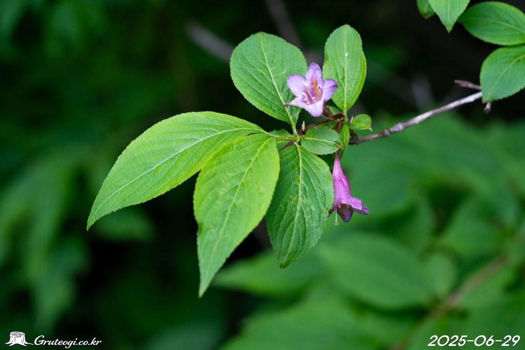 Weigela florida leaf