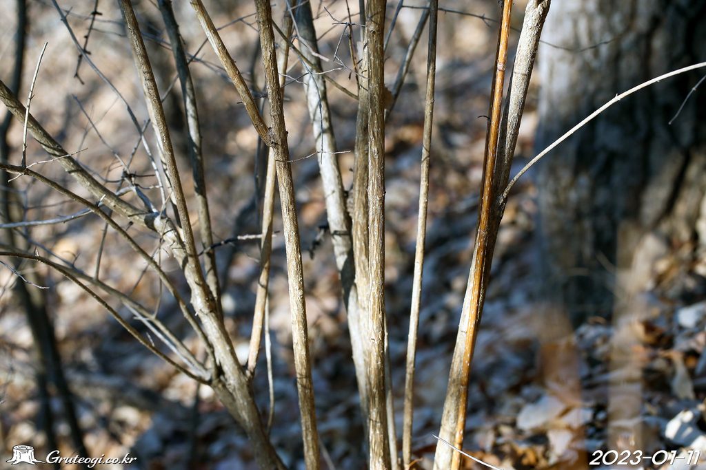 Weigela florida stem