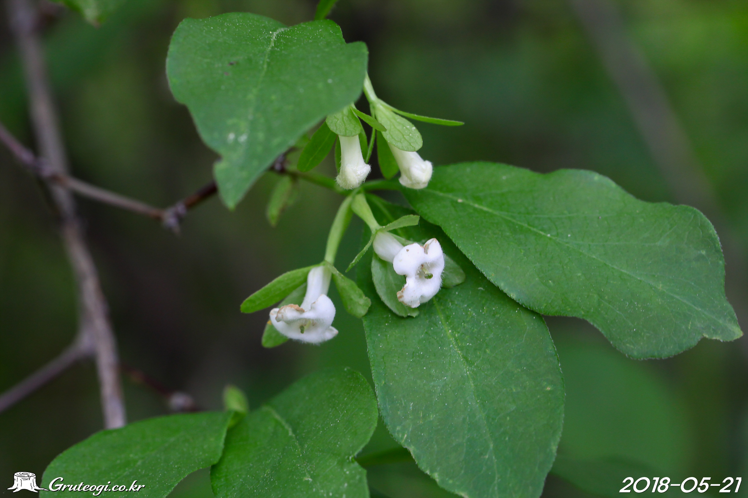 Zabelia biflora flower