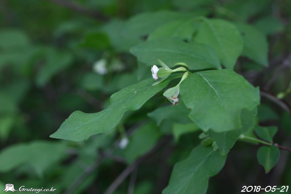 Zabelia biflora flower