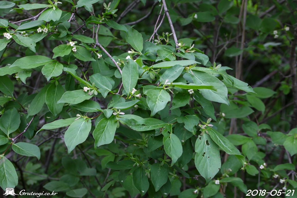 Zabelia biflora flower