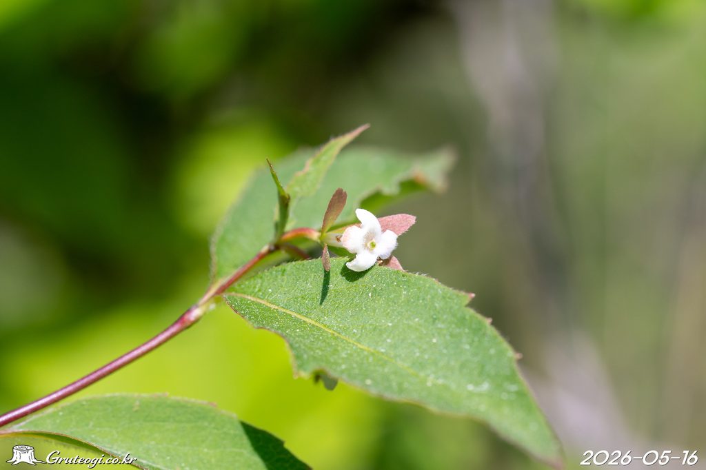 Zabelia biflora flower