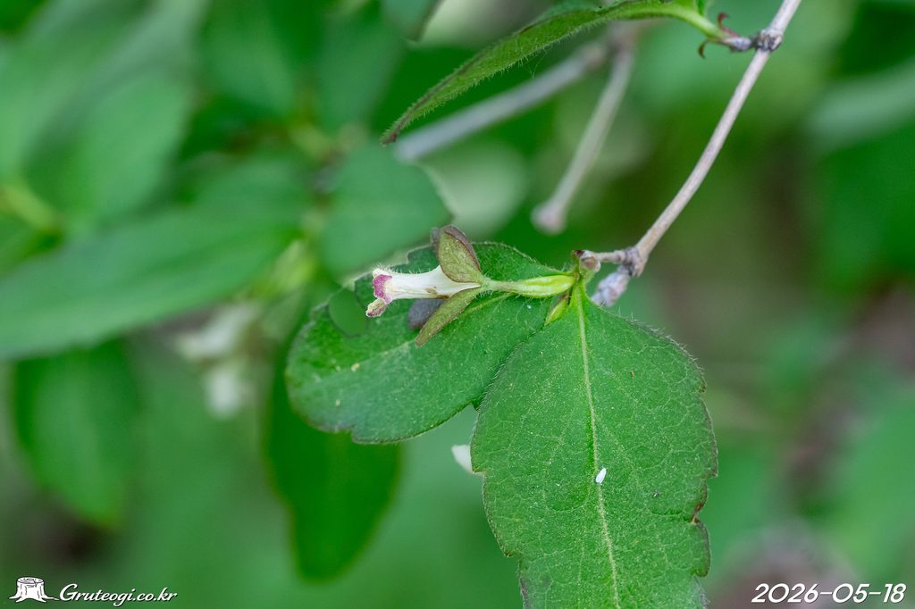 Zabelia biflora flower