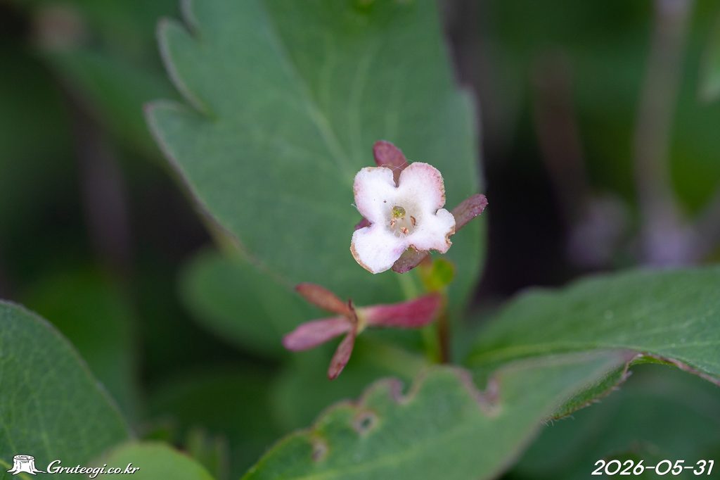 Zabelia biflora flower