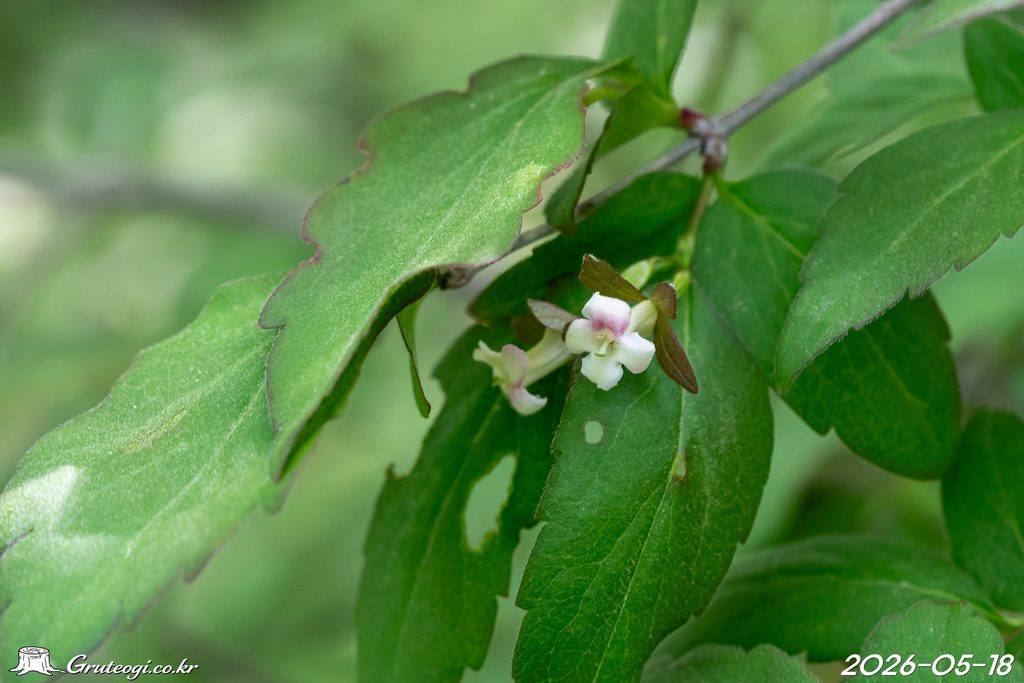 Zabelia biflora flower main