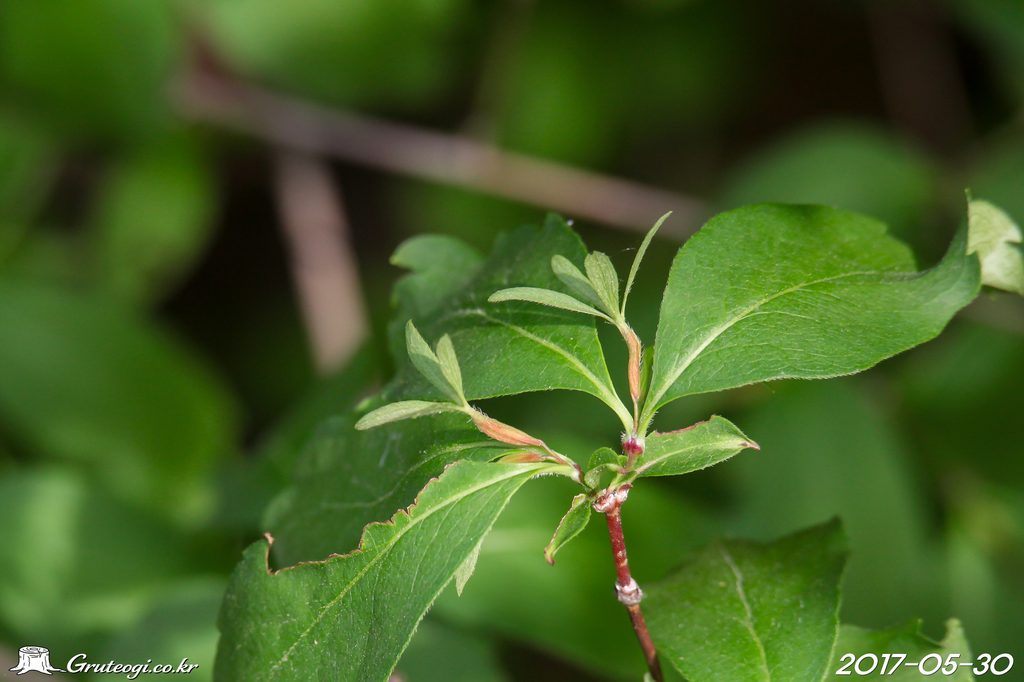 Zabelia biflora fruit