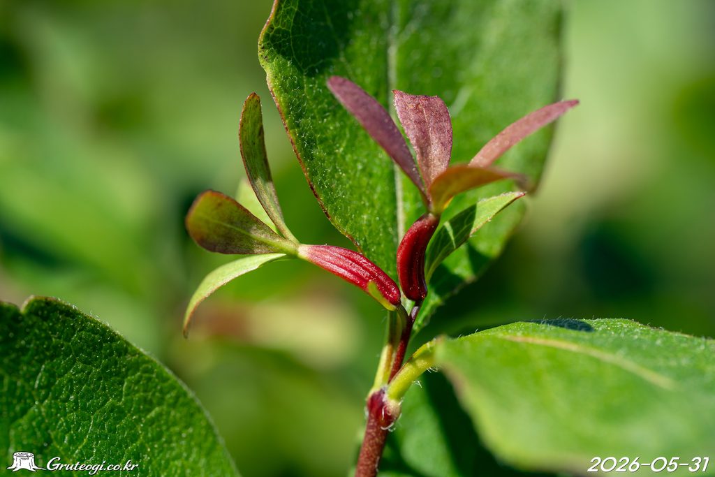 Zabelia biflora fruit