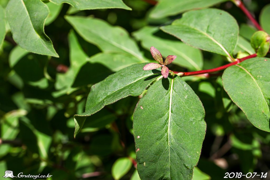 Zabelia biflora fruit