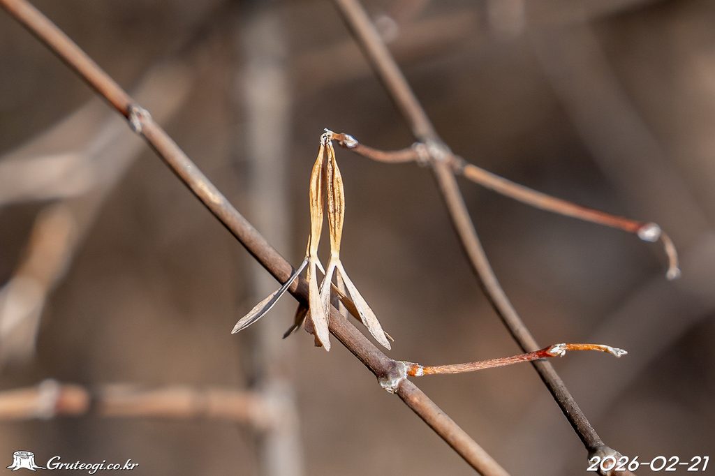 Zabelia biflora fruit