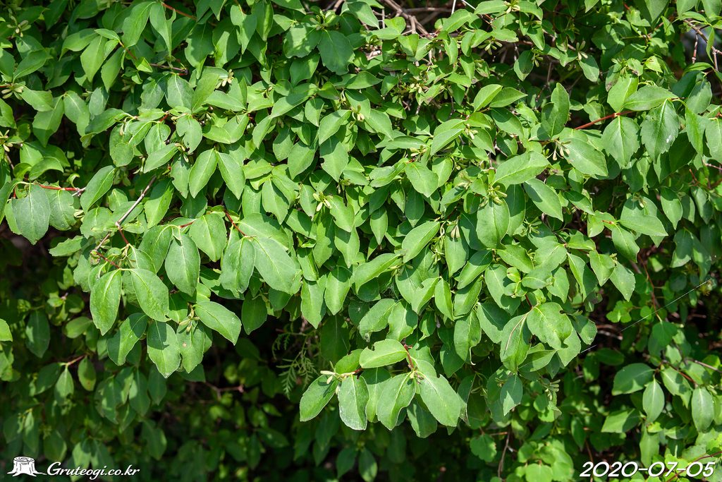 Zabelia biflora habit