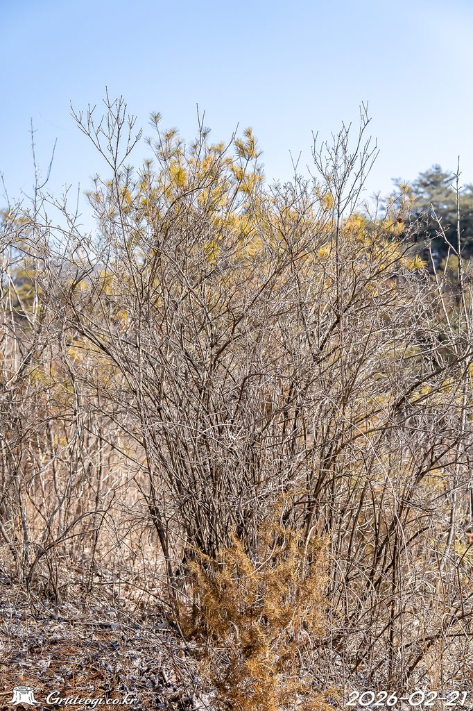 Zabelia biflora habit