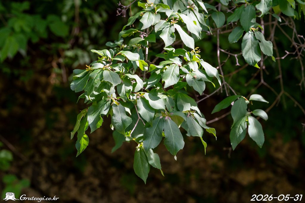 Zabelia biflora habit
