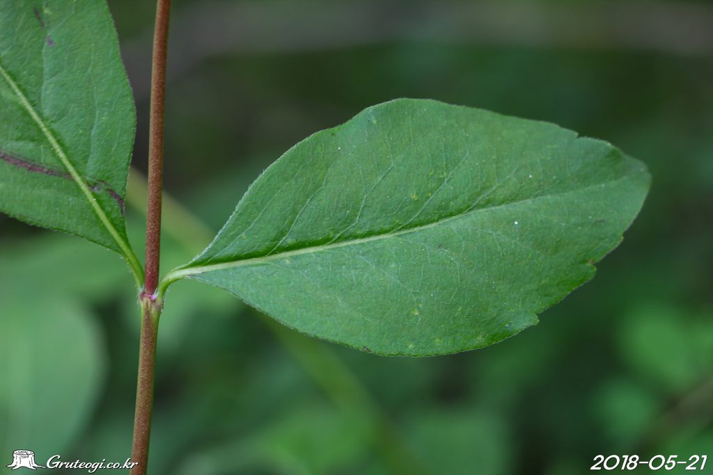 Zabelia biflora leaf