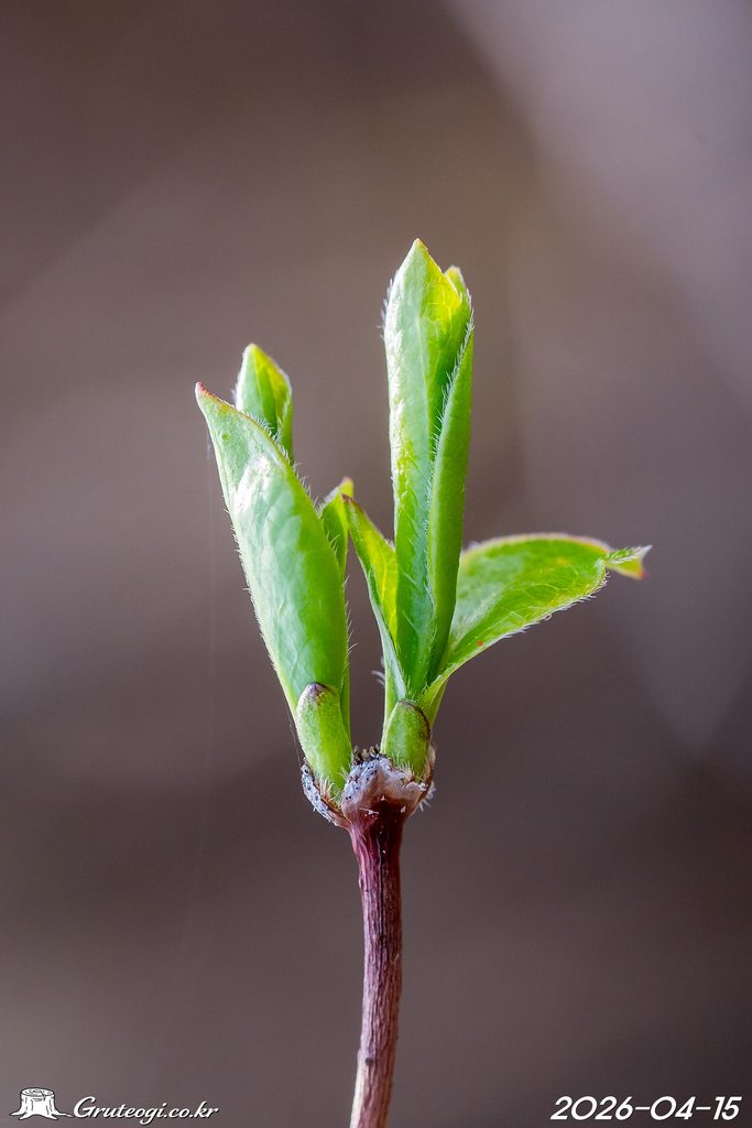 Zabelia biflora leaf
