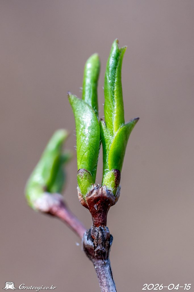 Zabelia biflora leaf