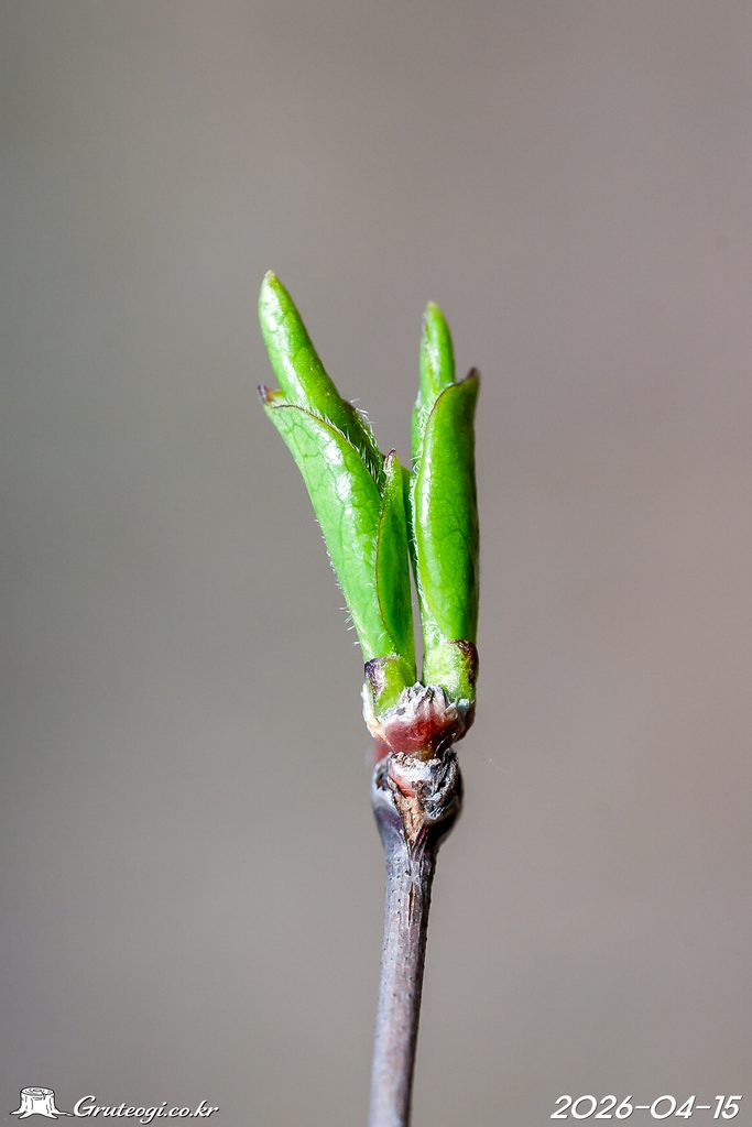 Zabelia biflora leaf
