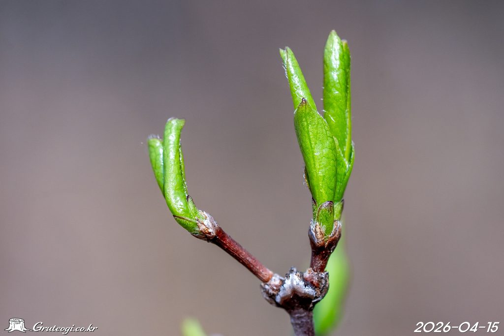 Zabelia biflora leaf