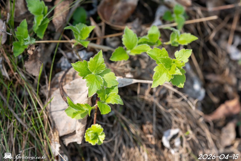Zabelia biflora leaf