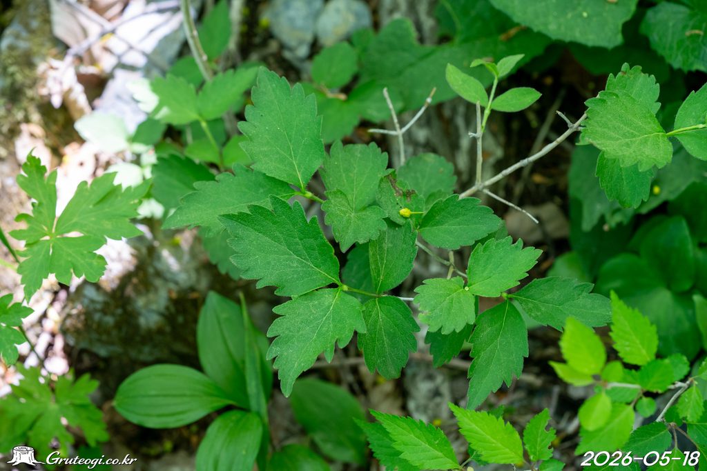 Zabelia biflora leaf