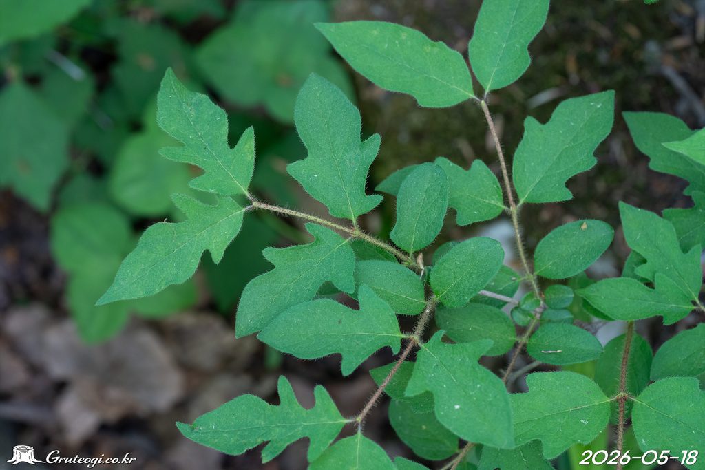 Zabelia biflora leaf