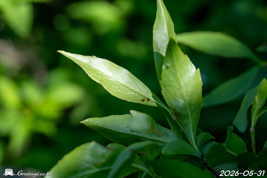 Zabelia biflora leaf