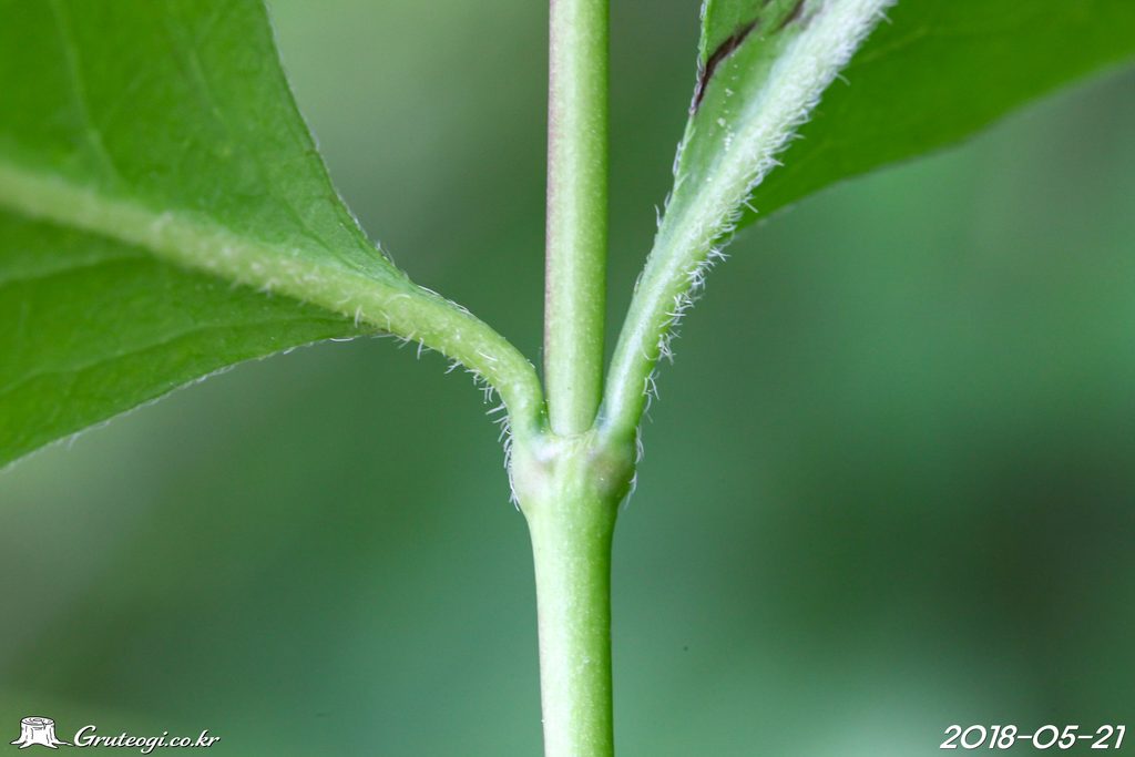 Zabelia biflora leaf