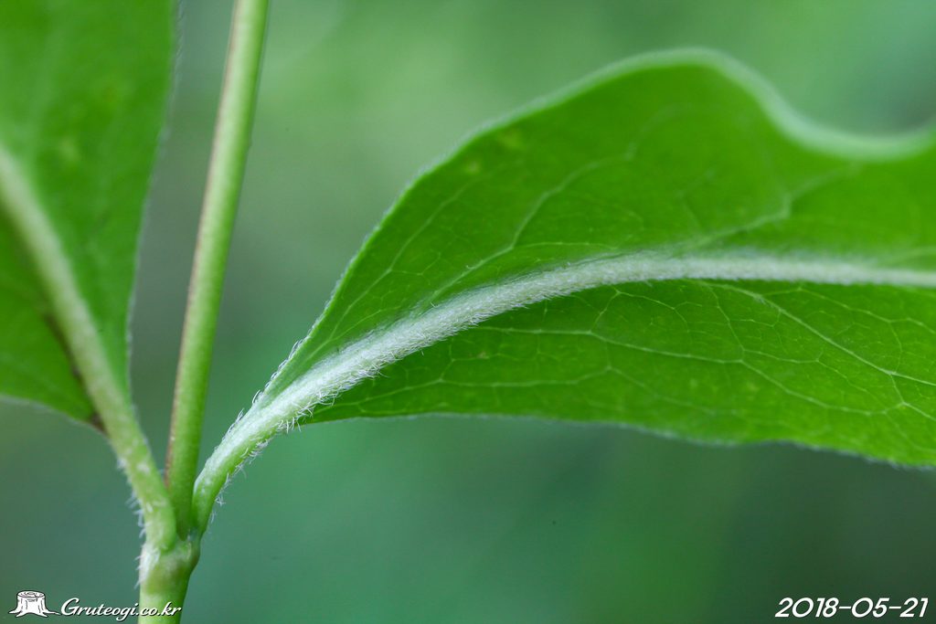 Zabelia biflora leaf