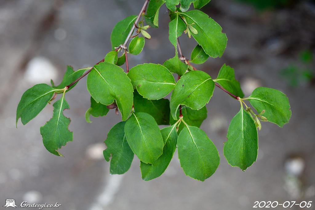 Zabelia biflora leaf