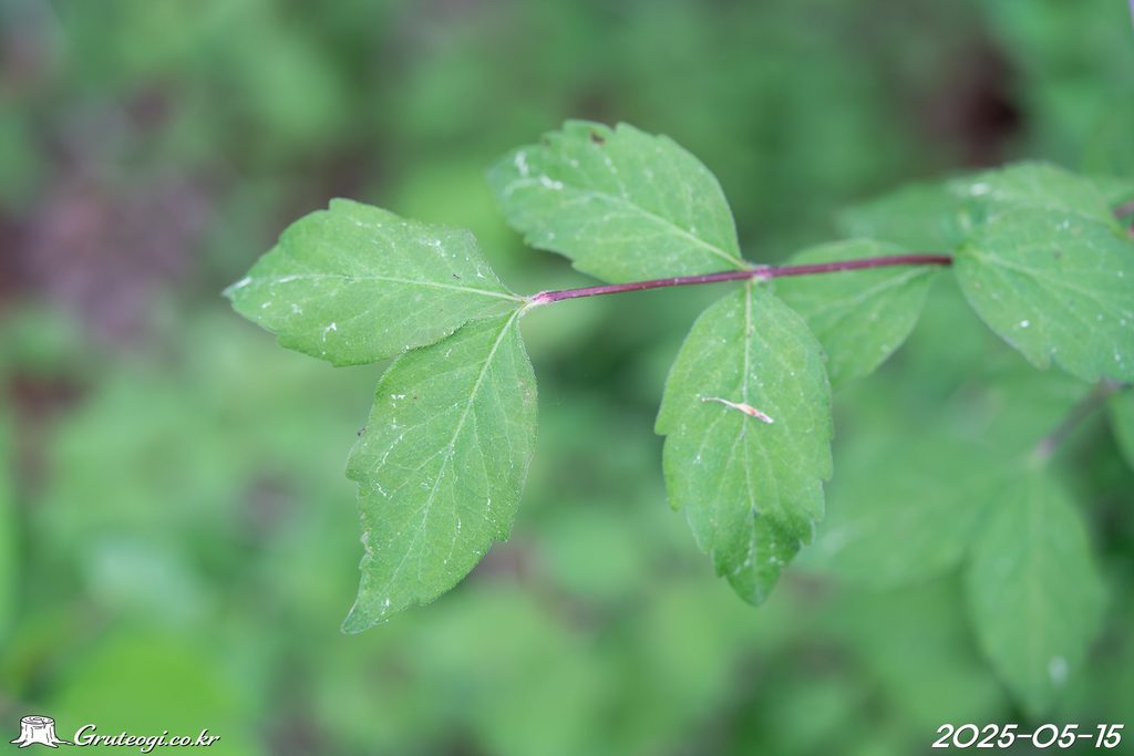 Zabelia biflora leaf