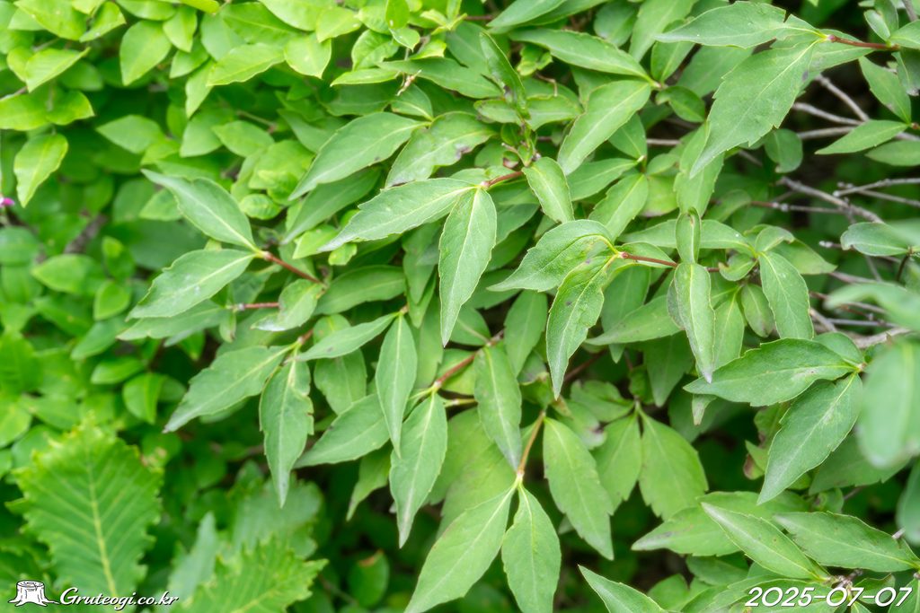Zabelia biflora leaf