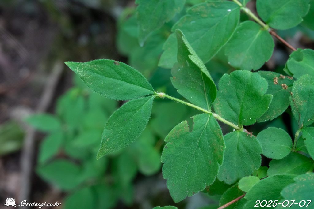 Zabelia biflora leaf