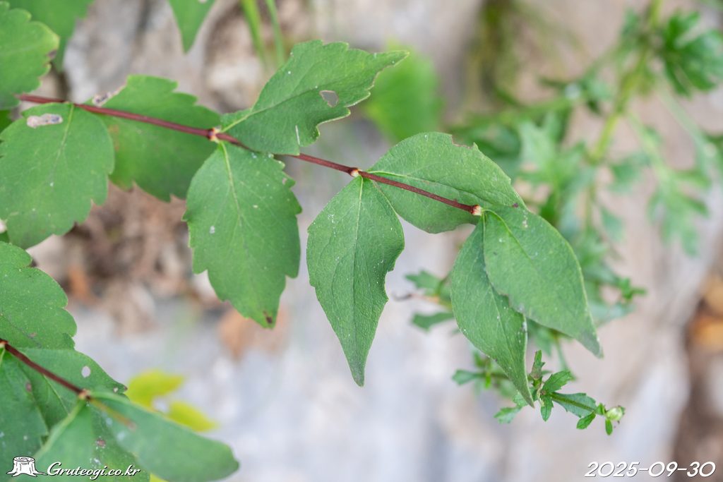 Zabelia biflora leaf