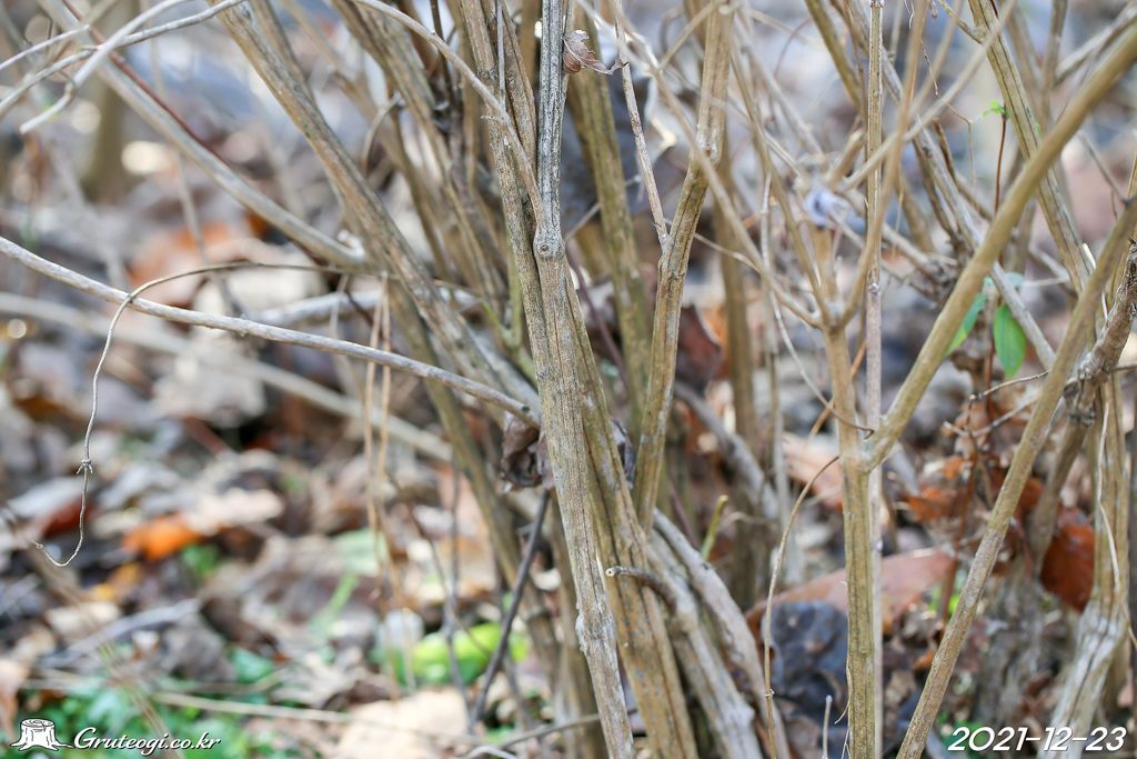 Zabelia biflora stem