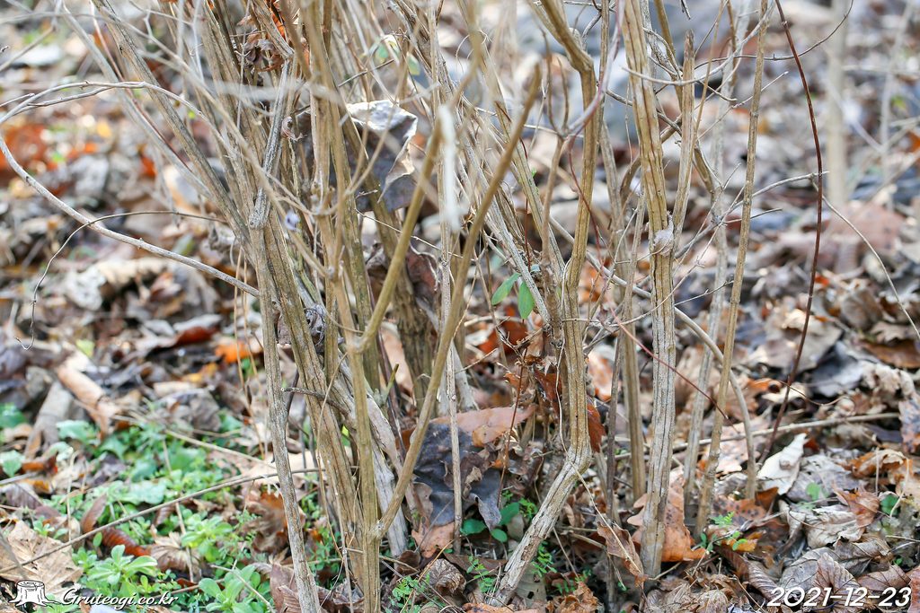 Zabelia biflora stem