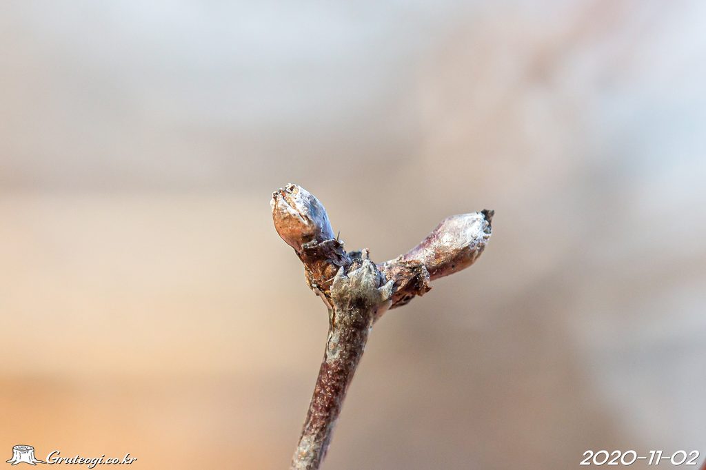 Zabelia biflora winter