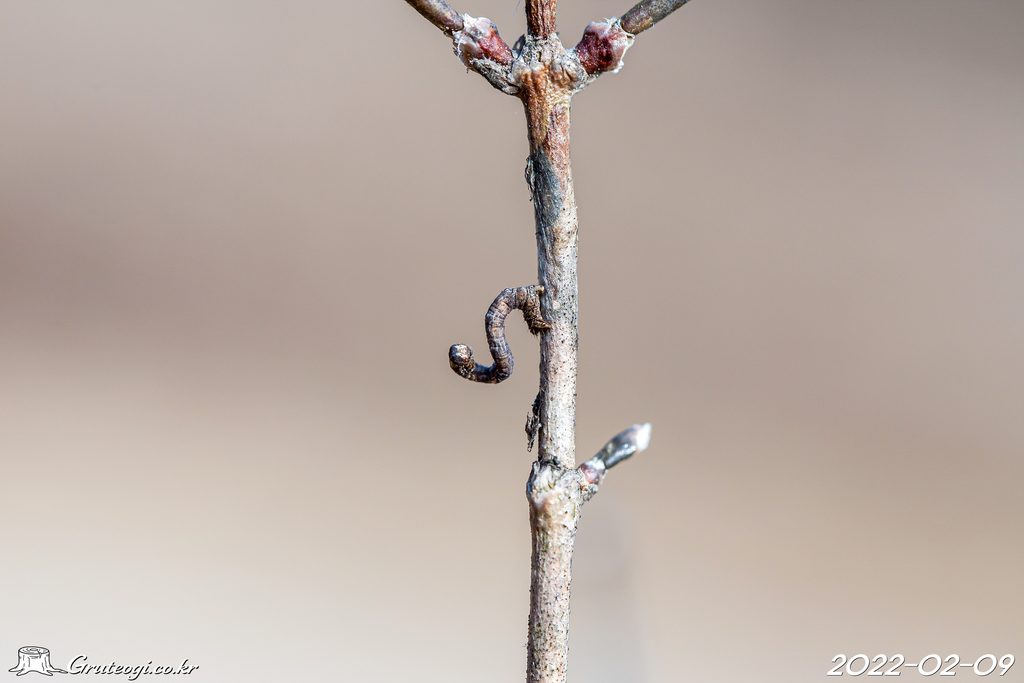 Zabelia biflora winter