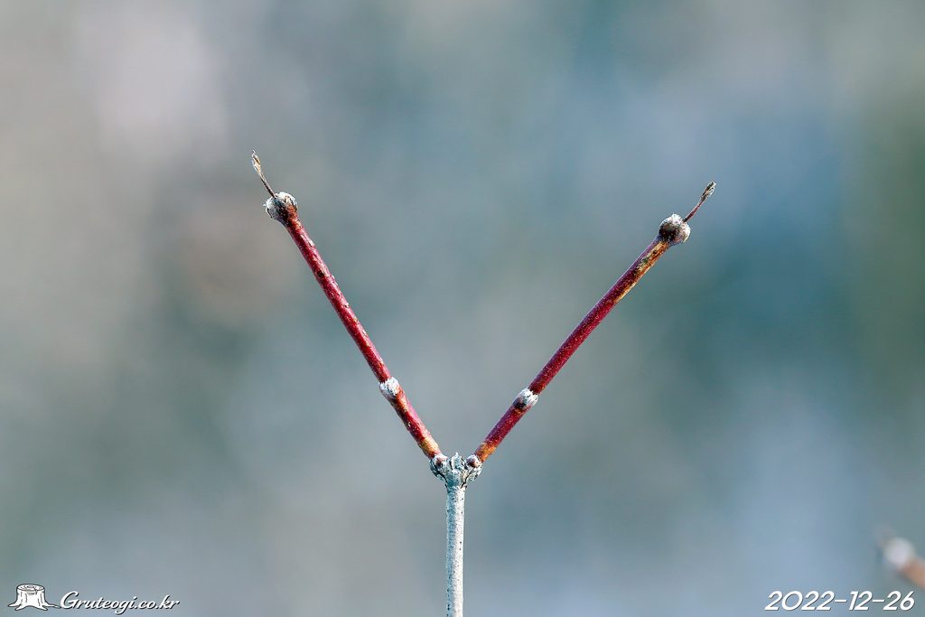 Zabelia biflora winter