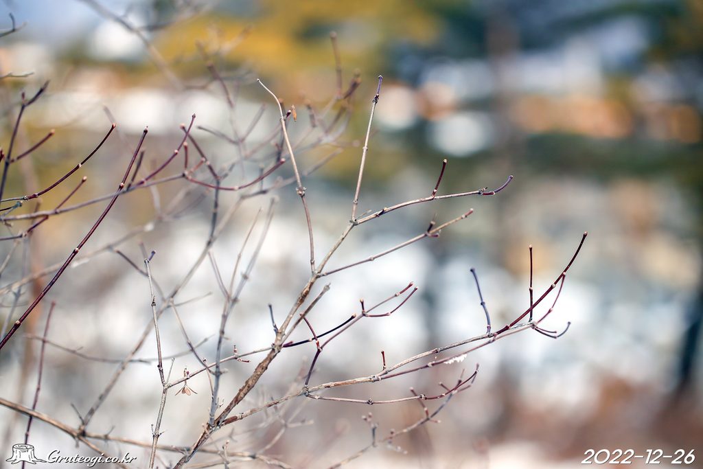 Zabelia biflora winter