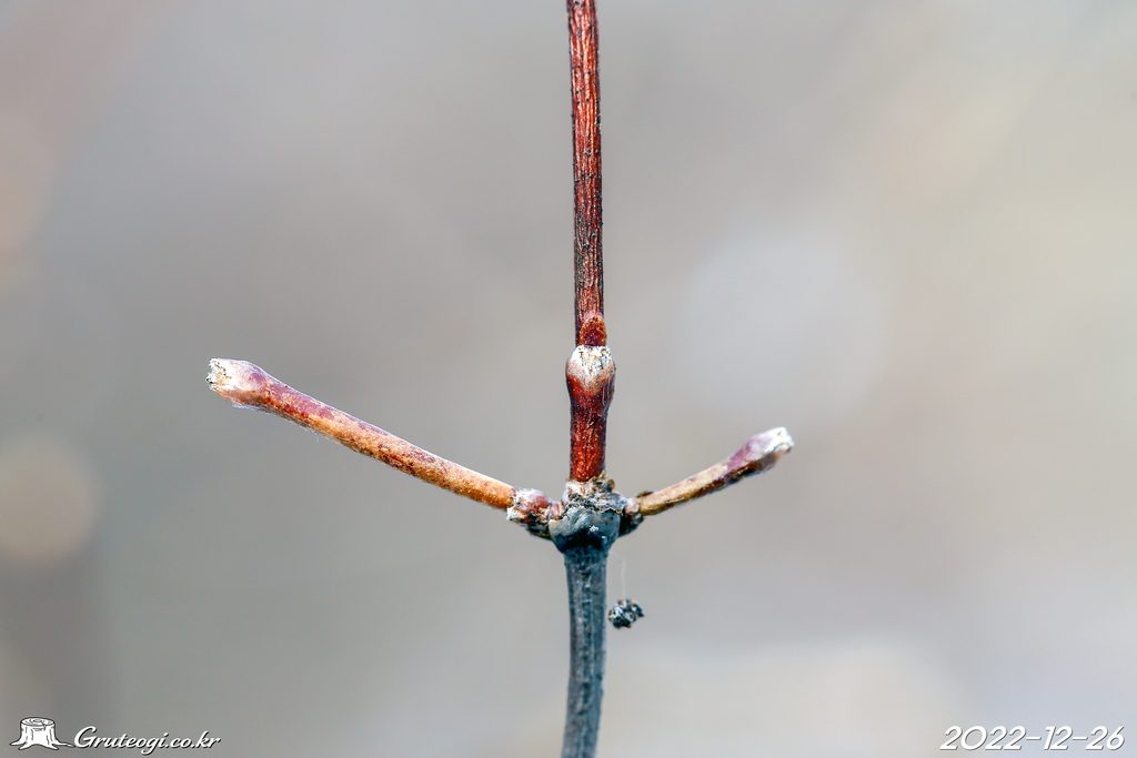 Zabelia biflora winter