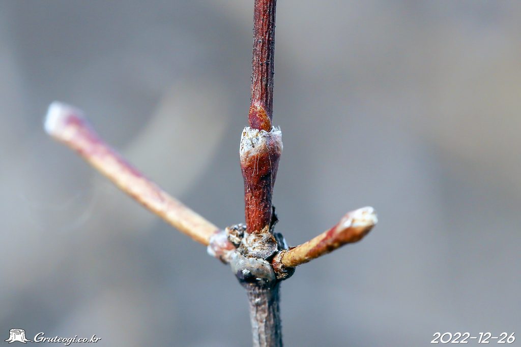 Zabelia biflora winter