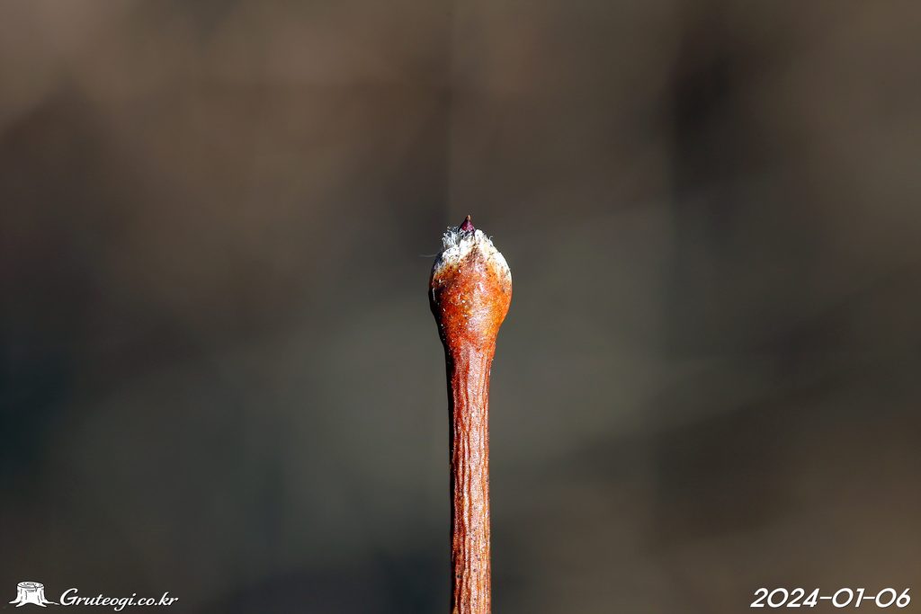 Zabelia biflora winter