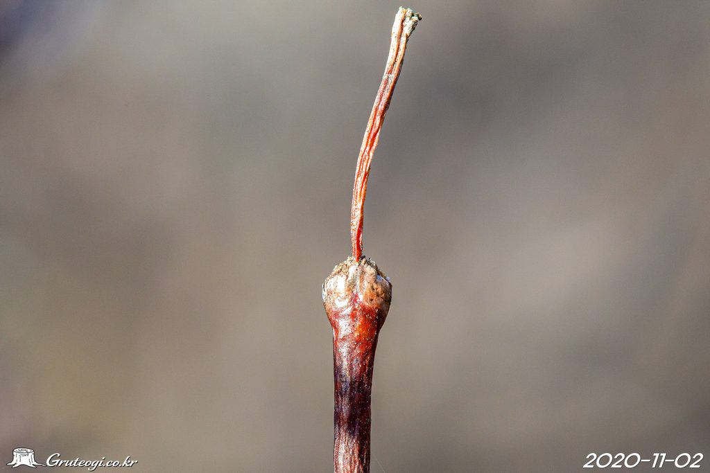 Zabelia biflora winter