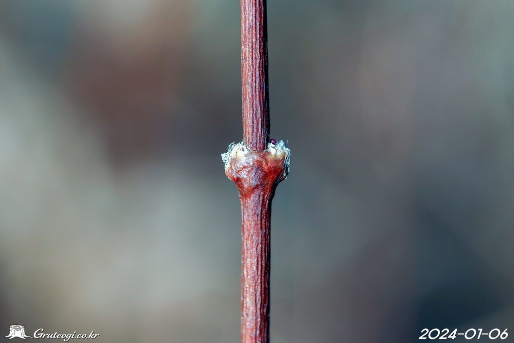 Zabelia biflora winter
